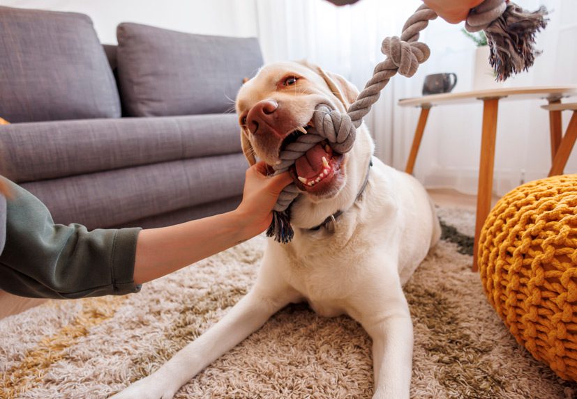 Dog-biting-rope-at-home